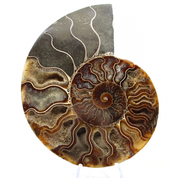 Ammonite Fossile Sciée – Authenticité pour Amateurs de Pierres