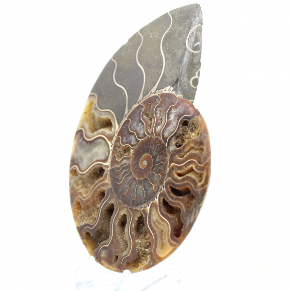 Ammonite Fossile Sciée – Authenticité pour Amateurs de Pierres