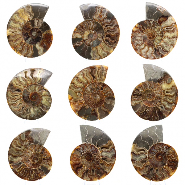 Ammonite Fossile Sciée Polie – Éclat Naturel de Madagascar