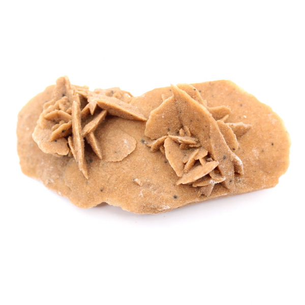 Rose des sables allongée du Maroc : spécimen géologique