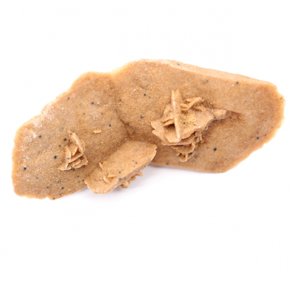 Rose des sables allongée du Maroc : spécimen géologique