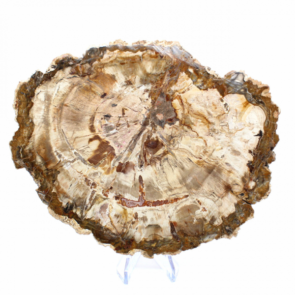 Tranche de Bois Pétrifié de Madagascar - Spécimen de Collection