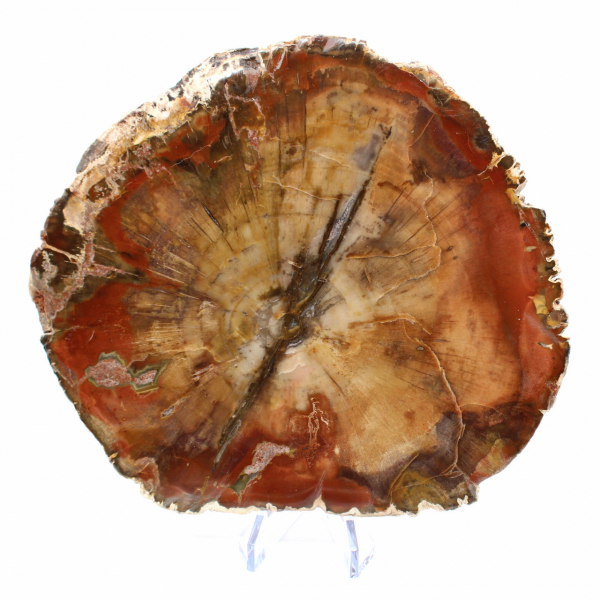 Tranche de Bois Fossile de Majunga - Objet de Décoration Naturelle