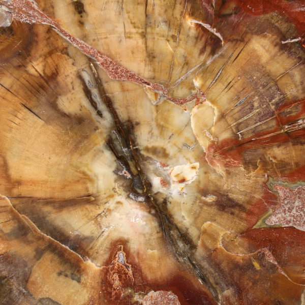 Tranche de Bois Fossile de Majunga - Objet de Décoration Naturelle