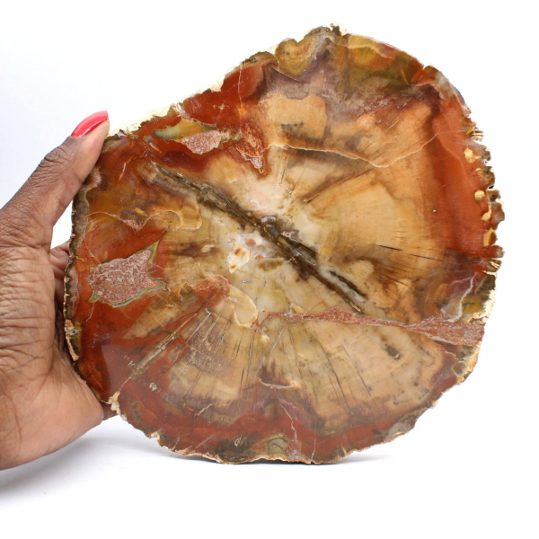 Tranche de Bois Fossile de Majunga - Objet de Décoration Naturelle