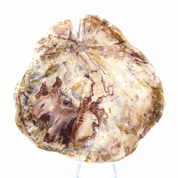 Bois Silicifié de Madagascar - Section Polie pour Collectionneur