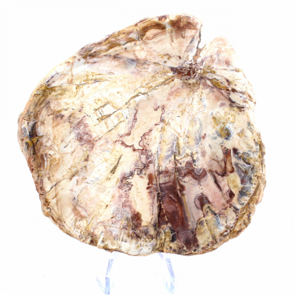 Bois Silicifié de Madagascar - Section Polie pour Collectionneur