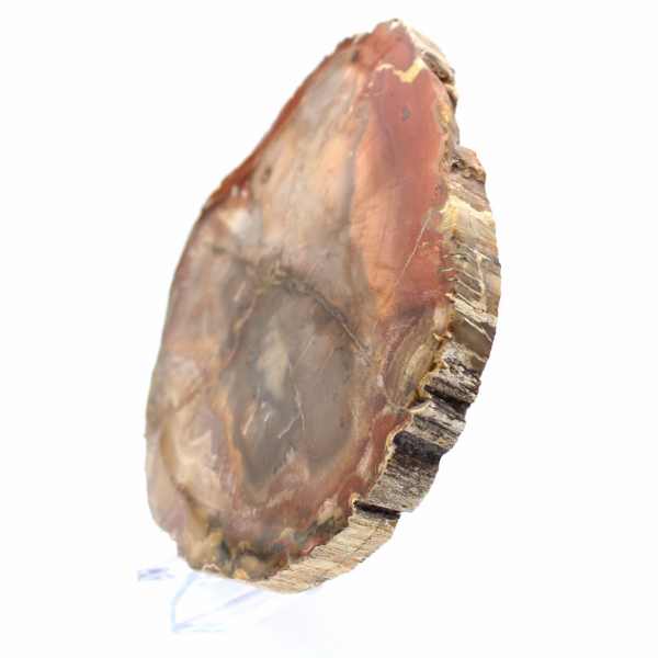 Bois Pétrifié de Majunga - Tranche Polie d'Origine Naturelle