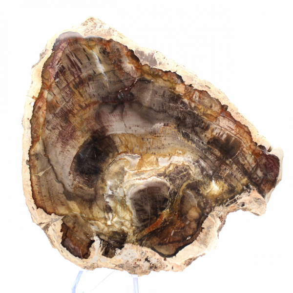 Tranche de Bois Silicifié Naturel - Spécimen de Madagascar