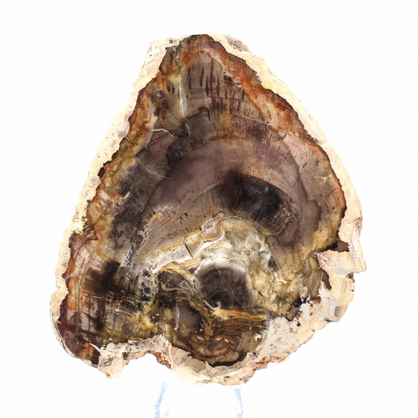 Tranche de Bois Silicifié Naturel - Spécimen de Madagascar