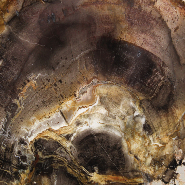 Tranche de Bois Silicifié Naturel - Spécimen de Madagascar