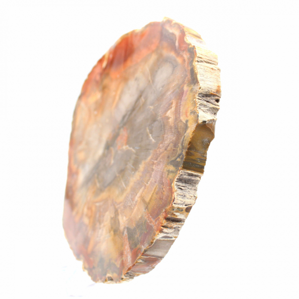 Section de Bois Pétrifié de Majunga - Pièce Minéralogique