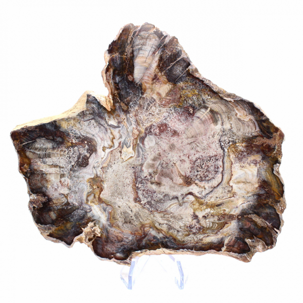 Bois Fossile de Madagascar - Tranche Polie de Collection