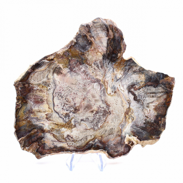 Bois Fossile de Madagascar - Tranche Polie de Collection