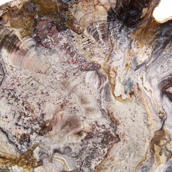 Bois Fossile de Madagascar - Tranche Polie de Collection