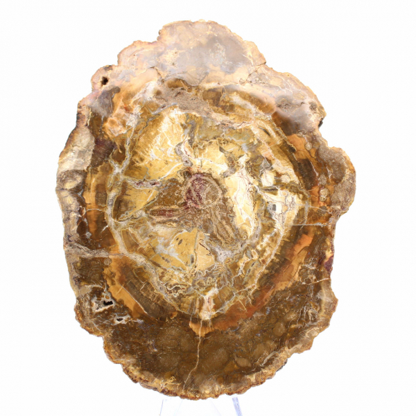 Petite Tranche de Bois Pétrifié - Authenticité de Madagascar