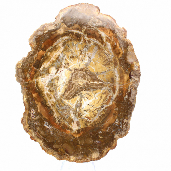 Petite Tranche de Bois Pétrifié - Authenticité de Madagascar