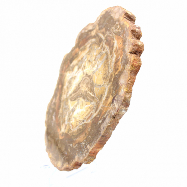 Petite Tranche de Bois Pétrifié - Authenticité de Madagascar