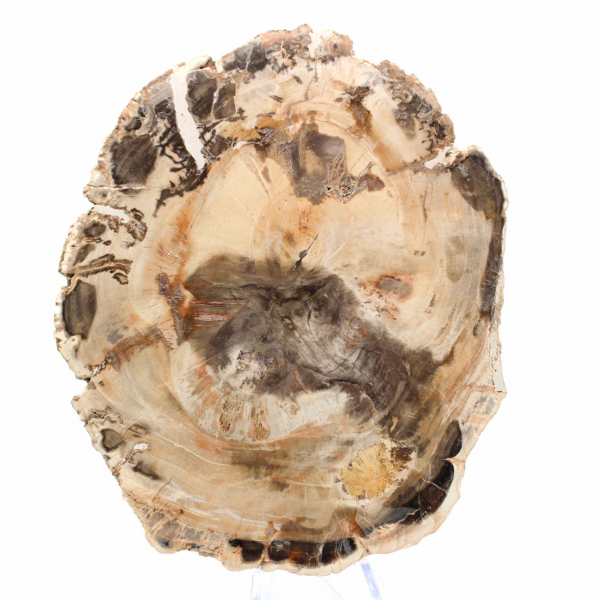 Bois Fossilisé de Majunga - Section de Pierre Naturelle