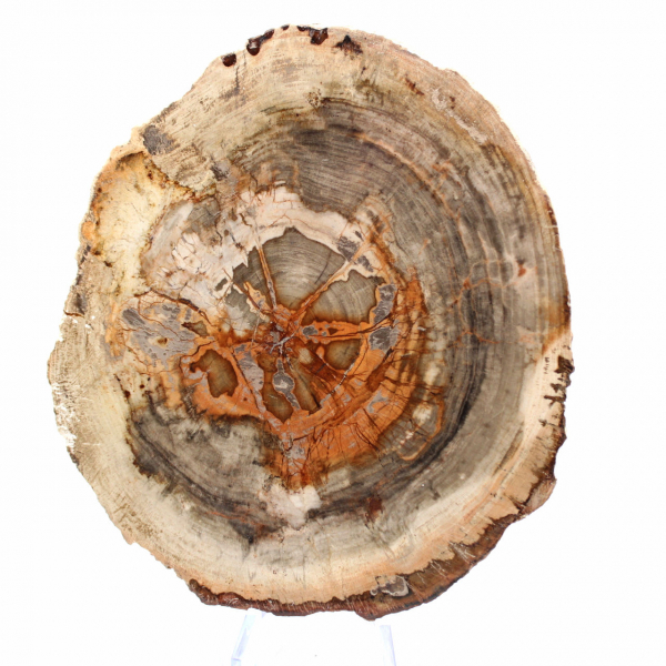 Tranche de Bois Silicifié de Madagascar - Objet Scientifique