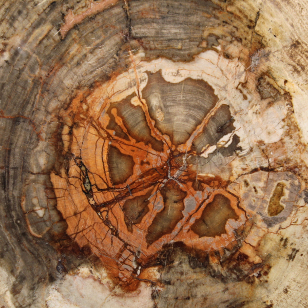 Tranche de Bois Silicifié de Madagascar - Objet Scientifique