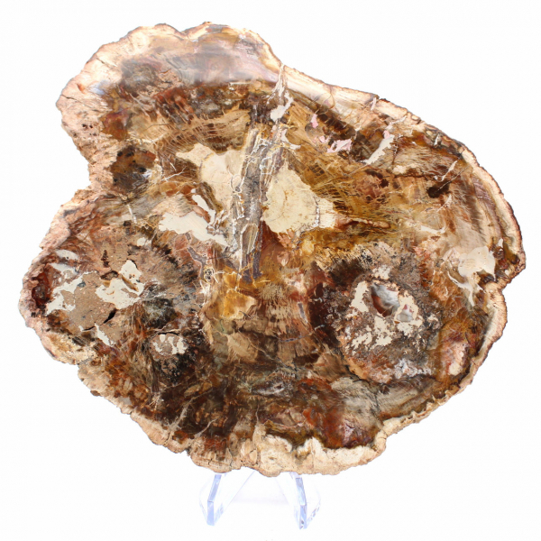 Large Tranche de Bois Pétrifié - Collection Majunga