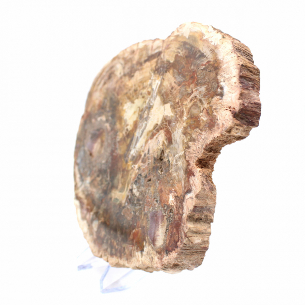 Large Tranche de Bois Pétrifié - Collection Majunga