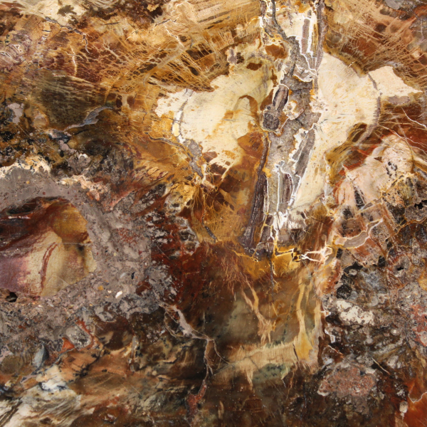 Large Tranche de Bois Pétrifié - Collection Majunga