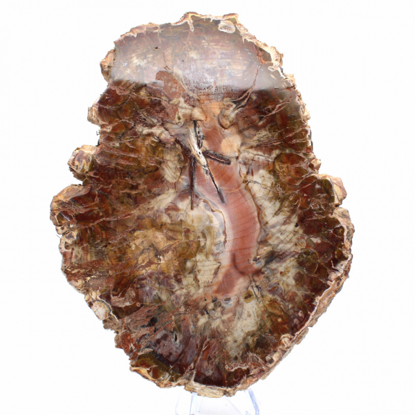 Bois Fossile de Madagascar - Grande Tranche Polie