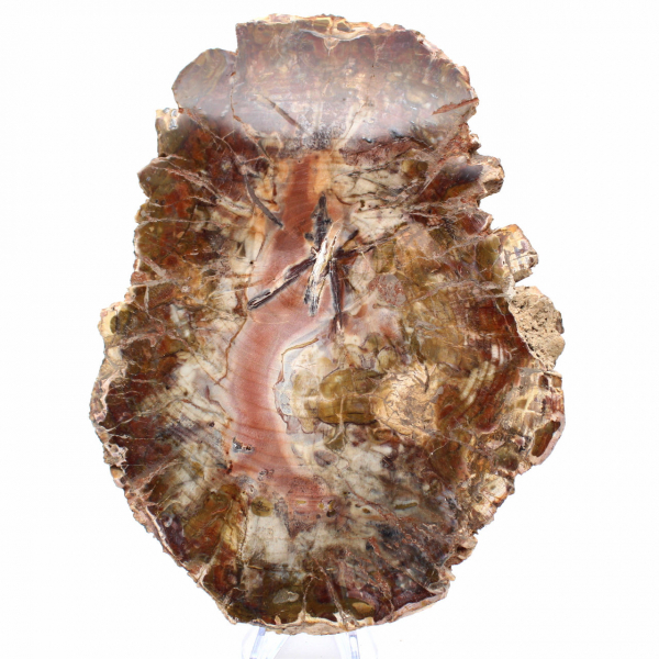 Bois Fossile de Madagascar - Grande Tranche Polie