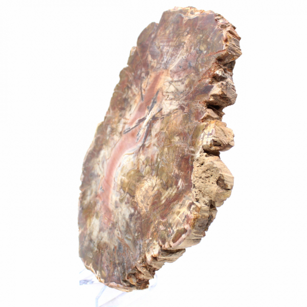 Bois Fossile de Madagascar - Grande Tranche Polie