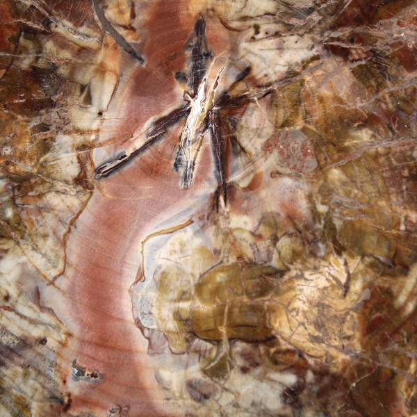 Bois Fossile de Madagascar - Grande Tranche Polie