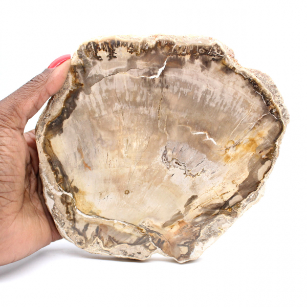 Tranche de Bois Pétrifié Malgache - Esthétisme Minéral