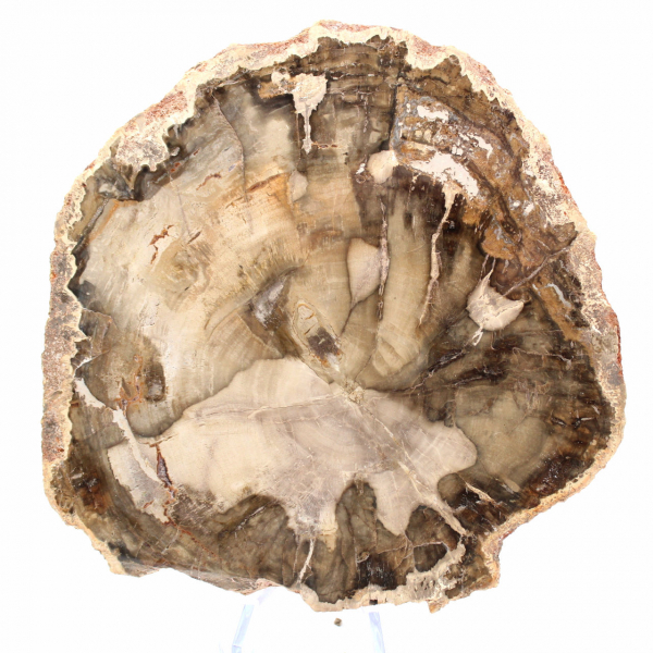 Bois Fossilisé de Madagascar - Section Décorative de Collection