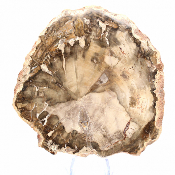 Bois Fossilisé de Madagascar - Section Décorative de Collection