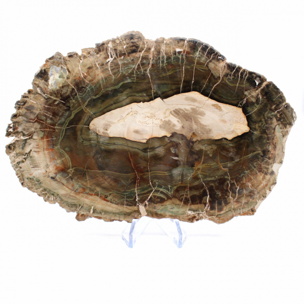 Tranche de Bois Silicifié Allongée - Origine Madagascar