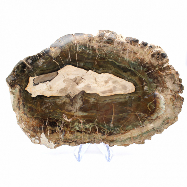 Tranche de Bois Silicifié Allongée - Origine Madagascar