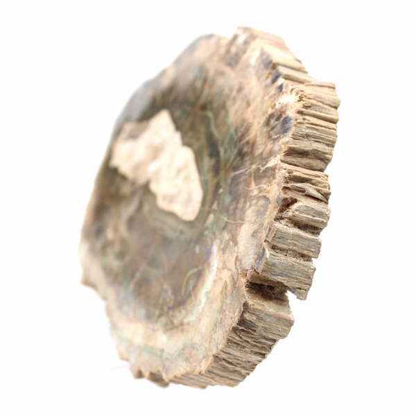 Tranche de Bois Silicifié Allongée - Origine Madagascar