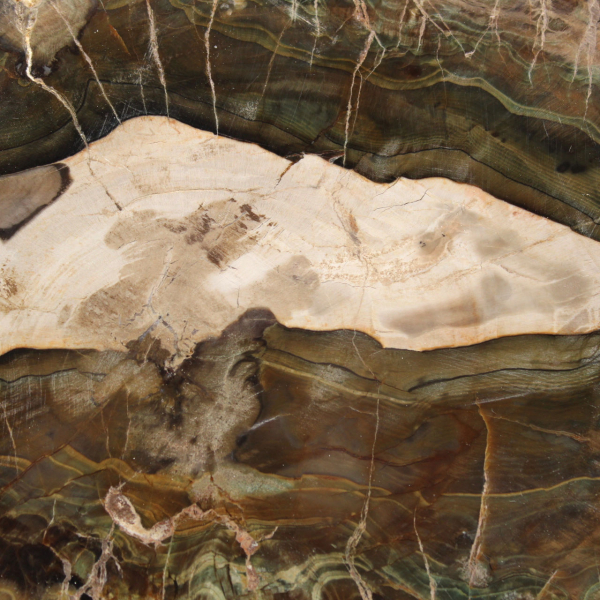 Tranche de Bois Silicifié Allongée - Origine Madagascar