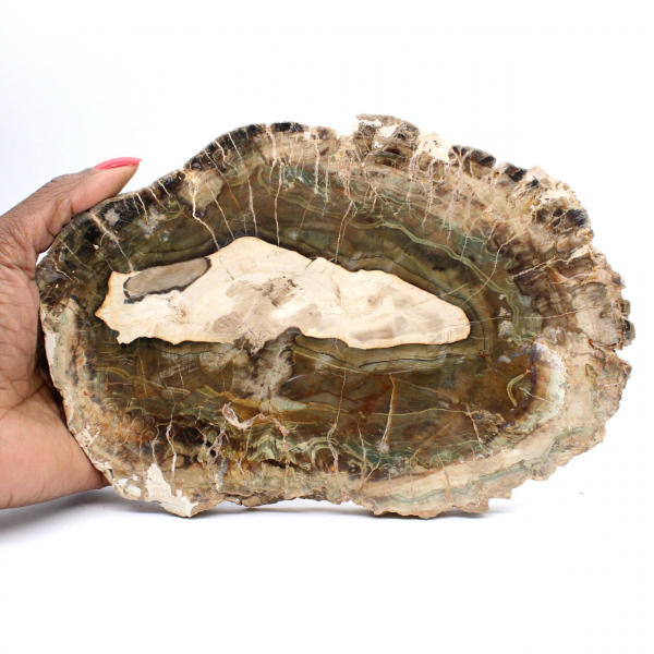 Tranche de Bois Silicifié Allongée - Origine Madagascar