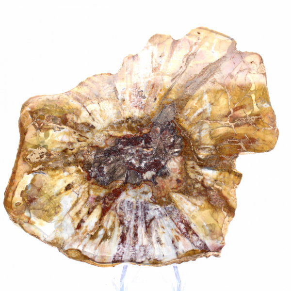 Section Polie de Bois Fossile - Minéral de Majunga
