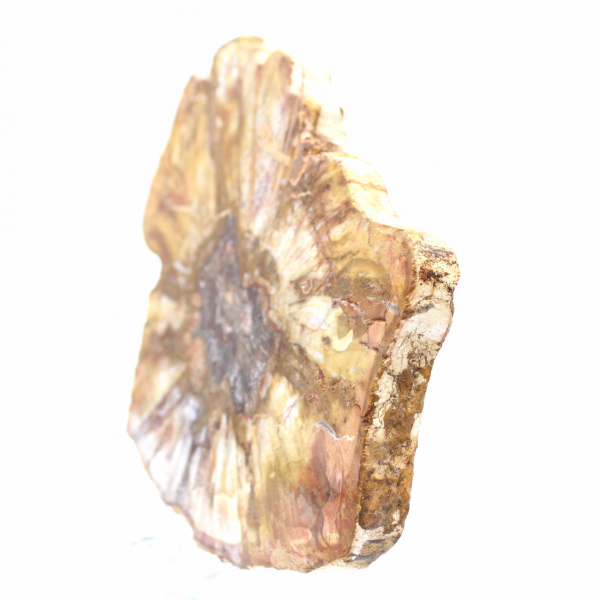 Section Polie de Bois Fossile - Minéral de Majunga