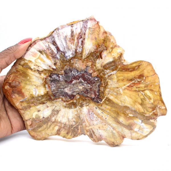 Section Polie de Bois Fossile - Minéral de Majunga