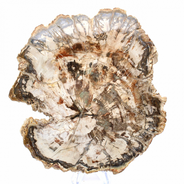 Grande Tranche de Bois Pétrifié de Madagascar - Pièce d'Exception