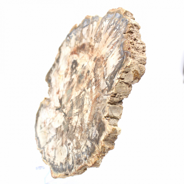 Grande Tranche de Bois Pétrifié de Madagascar - Pièce d'Exception