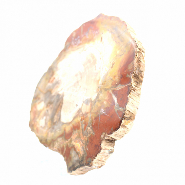 Bois Silicifié de Madagascar - Tranche Carrée pour Collection