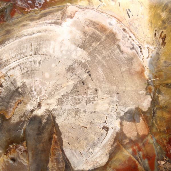 Bois Silicifié de Madagascar - Tranche Carrée pour Collection