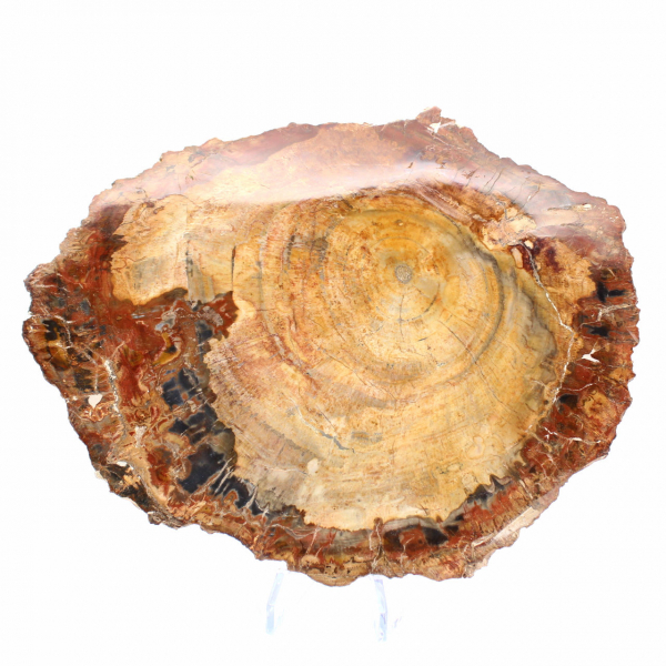 Tranche de Bois Fossile Polie - Spécimen de Majunga