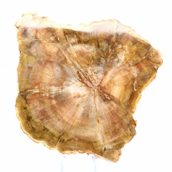 Section de Bois Pétrifié de Madagascar - Qualité Collection