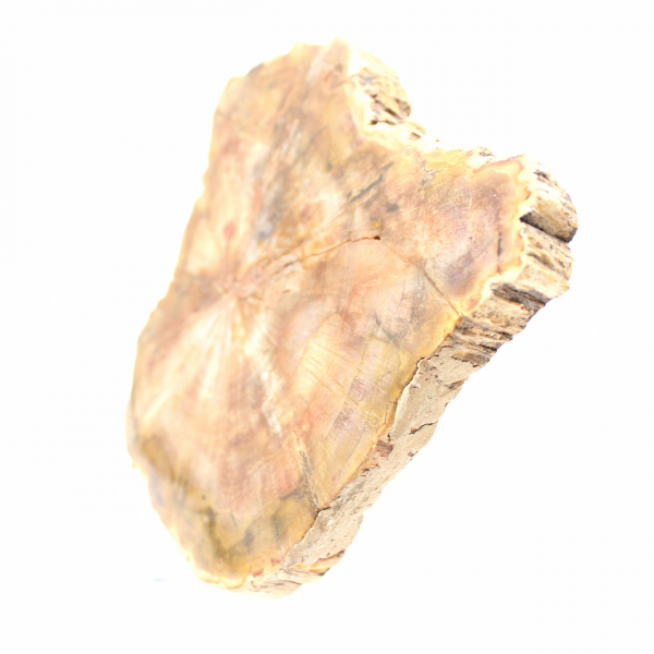 Section de Bois Pétrifié de Madagascar - Qualité Collection